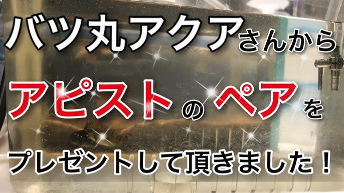 Gexハイブリッドバクテリアとテトラ水サイクルで水換えが不要になる Day2 アクアリウム アクアリウム初心者 バクテリア剤 Gex テトラ Youtube Gexハイブリッドバクテリアとテトラ水サイクルで水換えが不要になる Day2 アクアリウム アクアリウム初心者 バクテリア剤 Gex テトラ Youtube