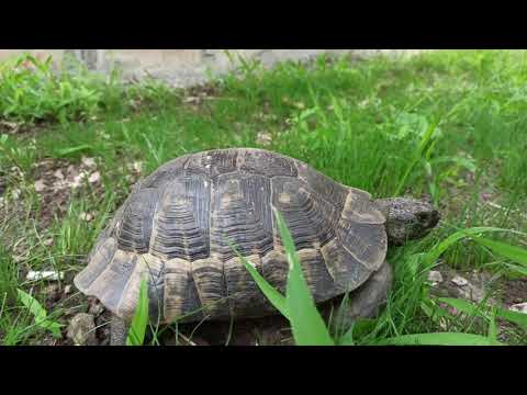 Video: Kaplumbağalar Ne Yer