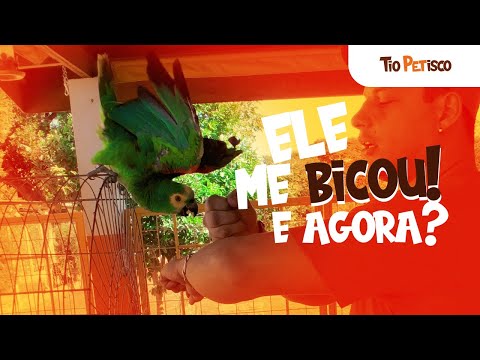 Como amansar meu papagaio! | Ep. 02