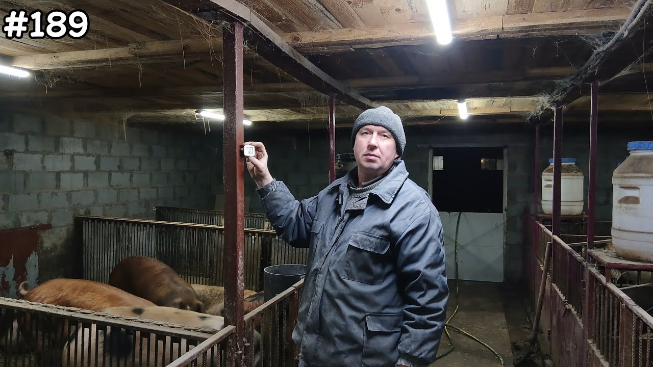 ВИРОЩУЄМО СВИНЕЙ ТА РОЗВИВАЄМО СІЛЬСЬКЕ ГОСПОДАРСТВО В УКРАЇНІ🇺🇦