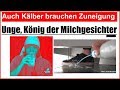 Unge knig der milchgesichter