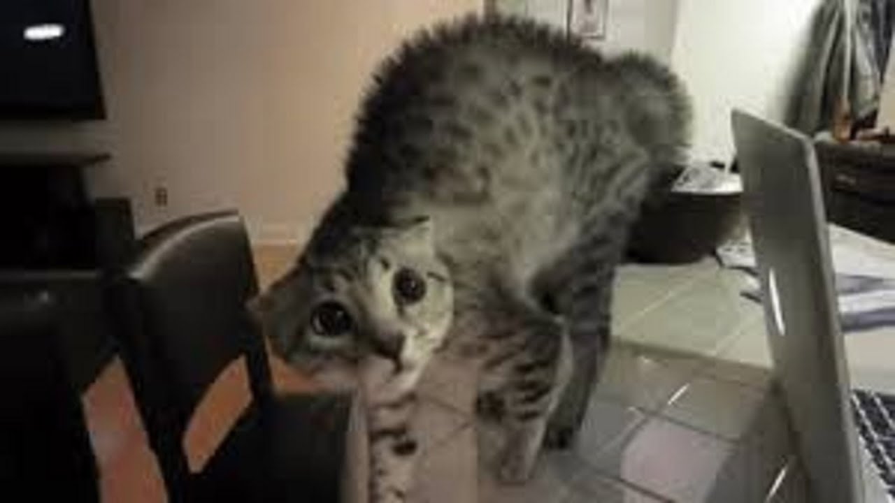 Migliori Gatti Spaventati 2016 Gatti Divertenti Youtube