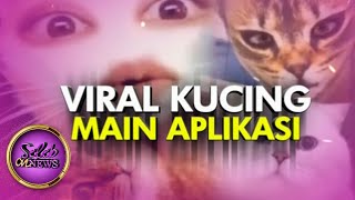 Viral!!! Kucing Bermain Aplikasi - Seleb On News screenshot 1