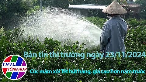 Bản tin thị trường (23/11/2024): Cúc mâm xôi Tết hút hàng, giá cao hơn năm trước