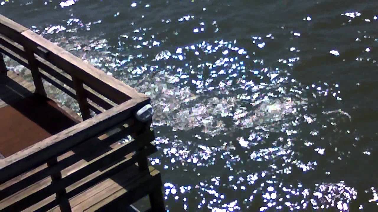 Jumpin off the roof of Hooters!