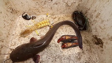 BẮT TÔM TÍCH KHỔNG LỒ Ở BIỂN VŨNG TÀU - P1