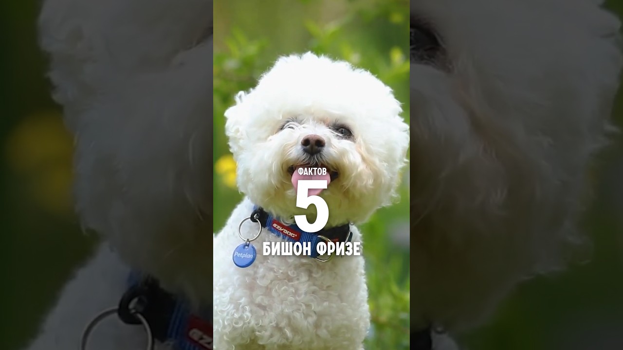 5 фактов о породе – Бишон фризе #shorts #бишонфризе #собаки