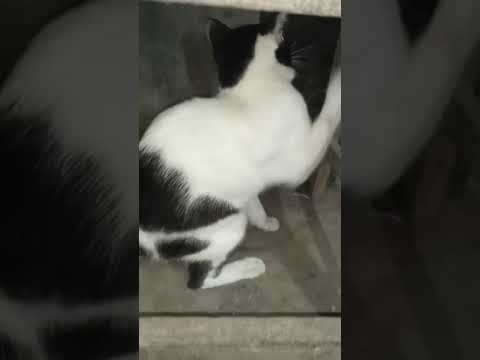 Video: Apakah tikus kucing tat?