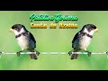 Patativa Golinha Canto de Azulão 🐤 🐤 🐥 🐥