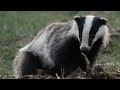 European Badger - Animal of the Week