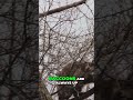 Raccoons in the Wild: Nature’s Most Adorable Thief! 🏴☠️🦝 #animal #animals #shortsvideo #shorts