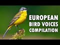 EUROPEAN BIRDS SINGING | Compilation of bird voices for relaxation | English subtitles