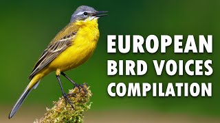 Suara alam – kicauan burung Eropa
