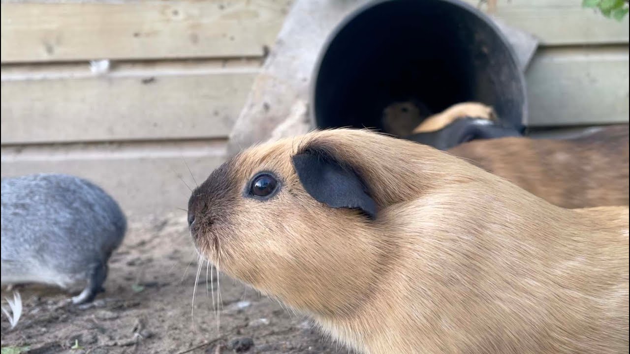 Guinea pigs enter and leave the tunnel (filmed from inside)