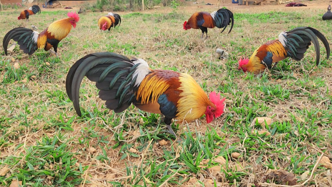 saib qaib dib qaib qu qaib txuam1 txuam2 zoo nkauj cuab tuaj zoo heev 95665396