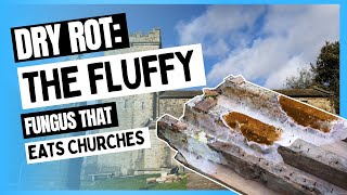 What Is Dry Rot And How Do You Treat It? | Skipton | UK Restoration Services