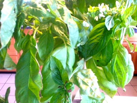 How to harvest and store basil leaves - YouTube