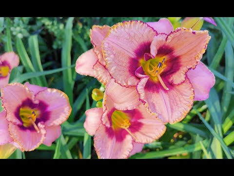 Video: Piante da compagnia per Daylily: quali fiori piantare con il giardino