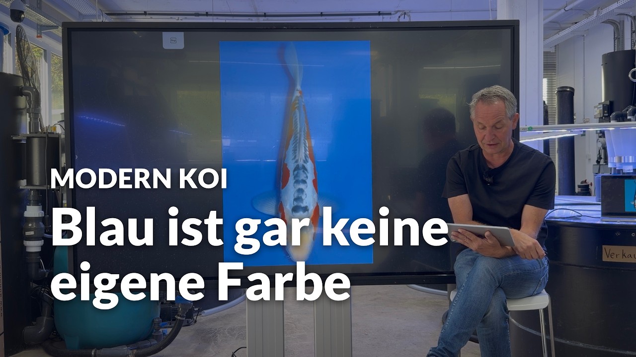Vom Shusui zum Kosui: Wohin verschwindet das Blau? | Modern Koi Blog #8260