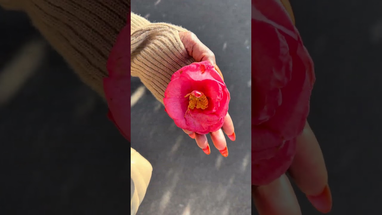 Beautiful Winter in Switzerland 🇨🇭 Locarno| Muralto| Munisio