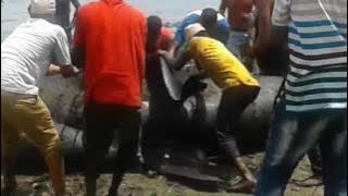 Whale (nyangumi) washed out on Mombasa(kenya) shore