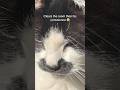 Funny Silly Tuxedo Cat Video #funnyanimals #catshorts