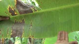 O controle da sigatoka negra em bananeiras no Acre