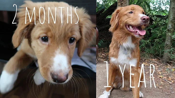 Toller & Belgian Shepherd | Watch this Puppy Grow ...