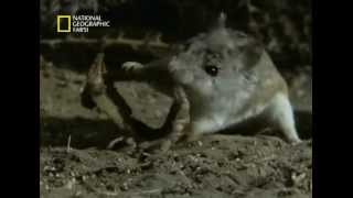 Battle of Mouse with Tarantula & Scorpion - جدال ديدني موش با رتيل و عقرب