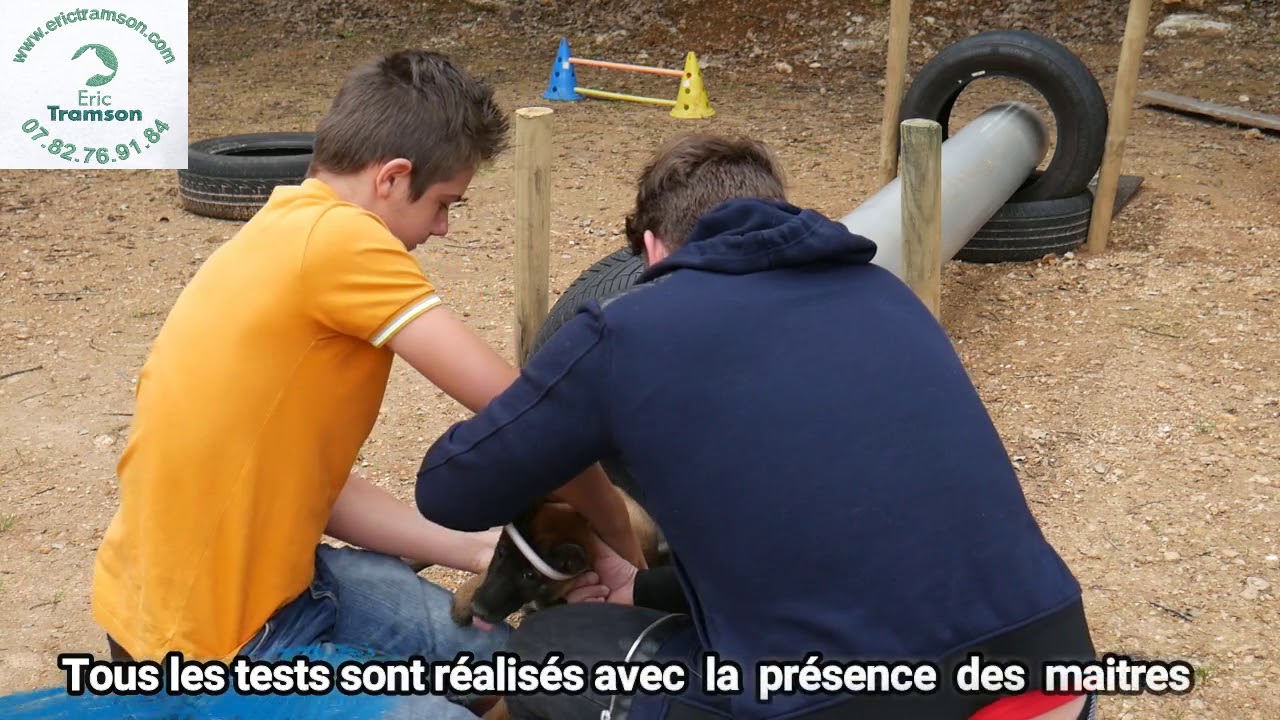 COMMENT EDUQUER UN CHIOT MALINOISE PEUREUSE ET QUI GROGNE ACHETER EN ANIMALERIE? - YouTube