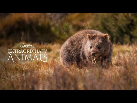 How do wombats dig their burrows? | Extraordinary Animals (NOW STREAMING)