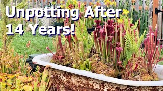 Unpotting Carnivorous Plants After 14 Years!