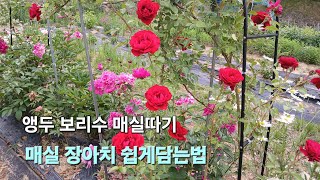#수확하는힐링타임! 스칼렛화이어개화/1년차장미6종/백합에프리콧퍼지개화중...6월6일~