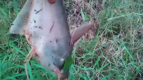 Điểm Câu Cá Tra Sông Lý Tưởng | Câu Cá Tra, Thác Lác | Fishing Today TV| 59