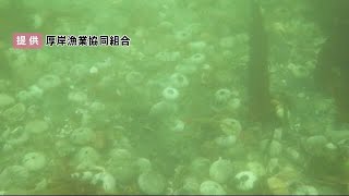 厚岸町でウニ大量死 被害は10億円 赤潮の影響か 漁協は「自助では無理…」国と北海道の支援求める (21/10/03 12:30)