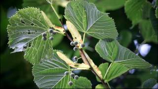 Minnesota Seasons - American basswood