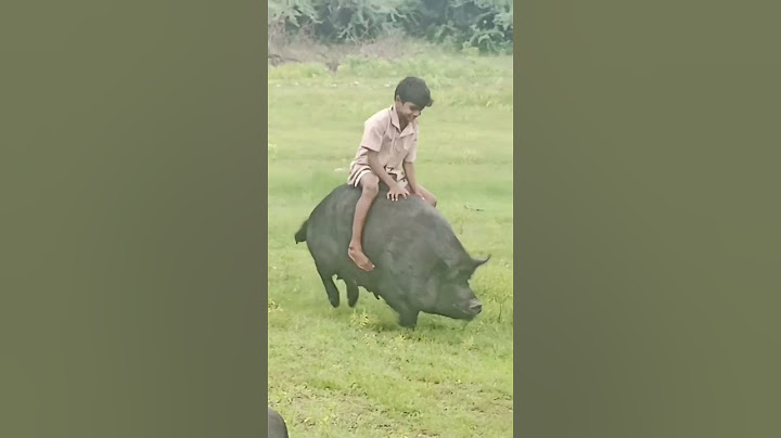 VIDIO KOCAK NAIK BABI 😂😂#kocak #lucuabis #viral