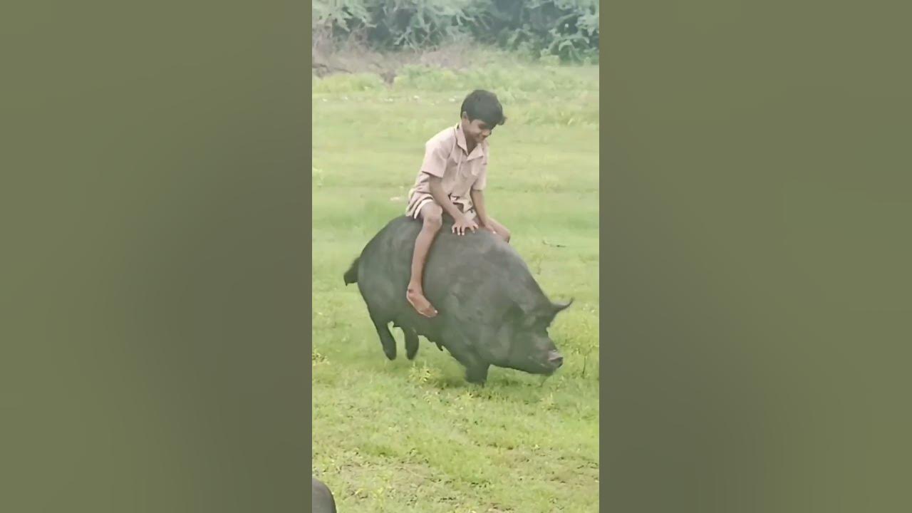 VIDIO KOCAK NAIK BABI ππ#kocak #lucuabis #viral VIDIO KOCAK NAIK BABI ππ#kocak #lucuabis #viral