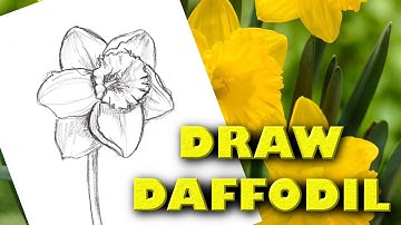 HOW TO DRAW A DAFFODIL Step by Step Drawing Tutorial. Guided realistic blooming spring flower sketch