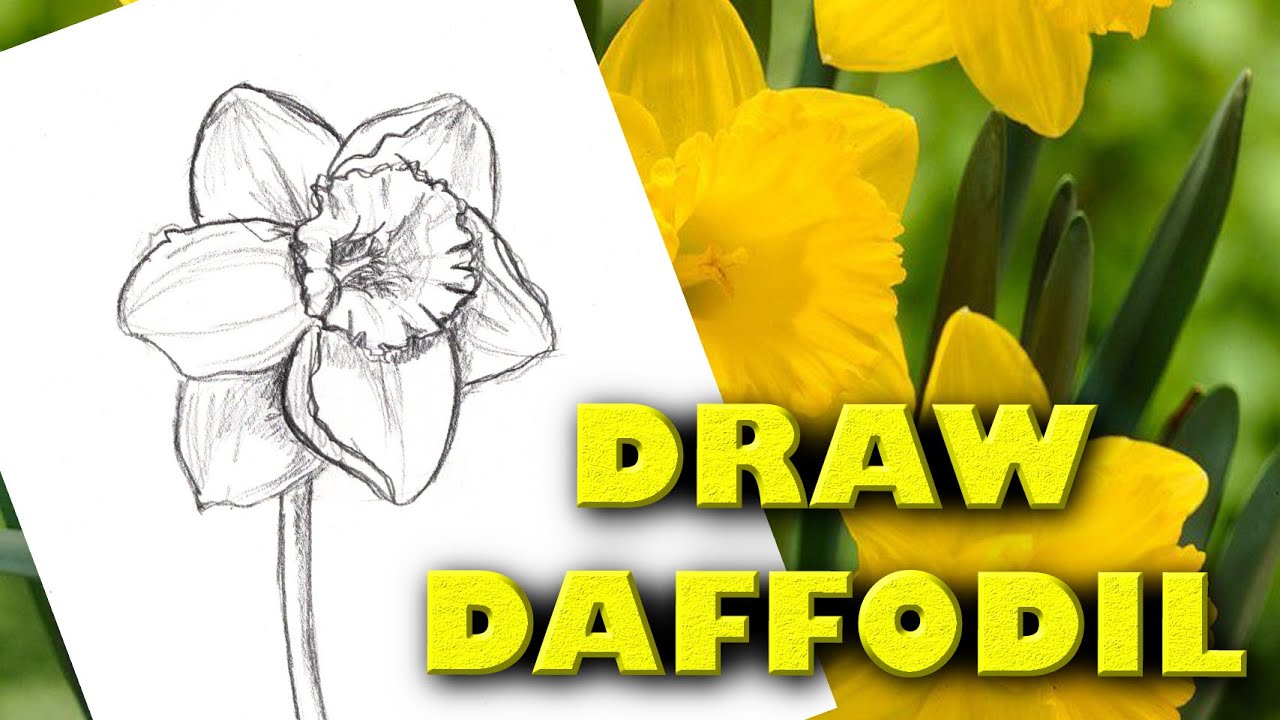 HOW TO DRAW A DAFFODIL Step by Step Drawing Tutorial. Guided realistic