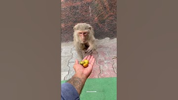 Bechara dar gaya😂 #youtubeshorts #viral #mathura #vrindavan #youtube #trending #monkey #shorts