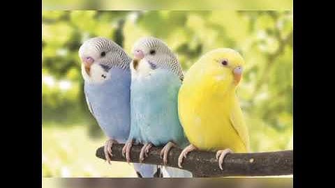 سورة التكاثر بالتجويد (اللهم ارزقنا حفظ القرآن )💞💞💞💞