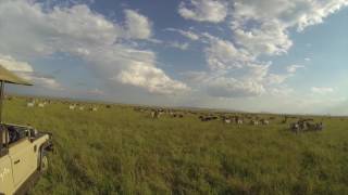 Watching The Great Wildebeest Migration Arrive In The Western Serengeti