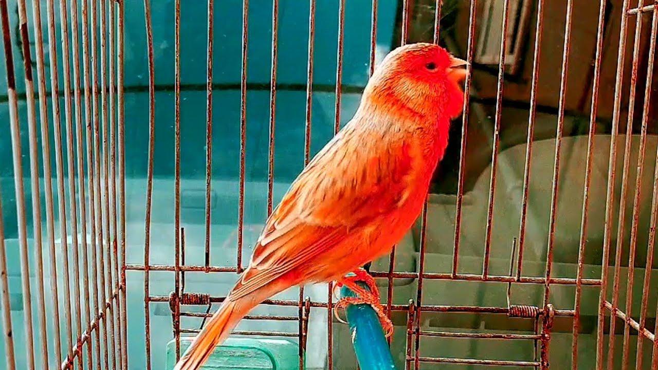 غناء طائر كناري هائج لتدريب ذكور الكناري على الغناء والاناث على التزاوج