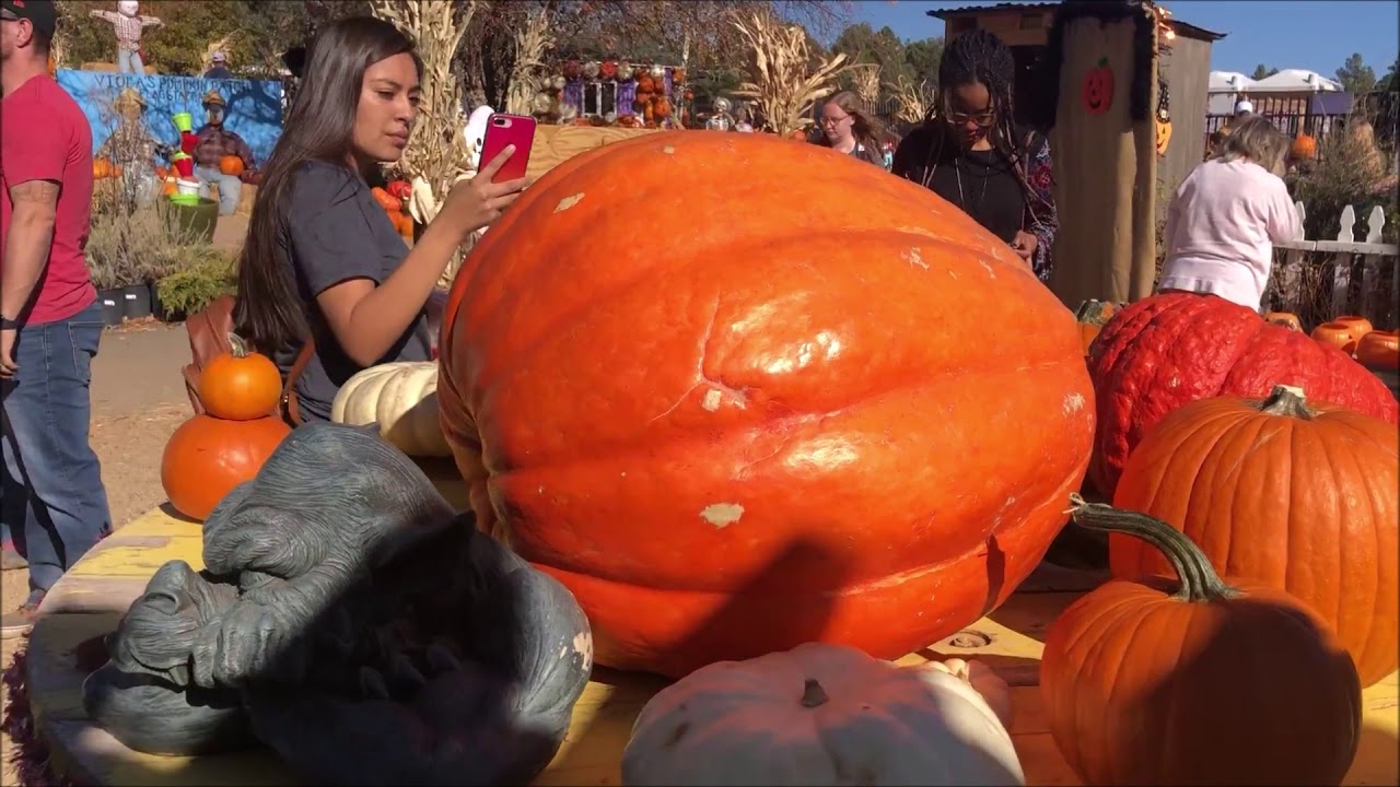 Viola's Pumpkin Patch Adventure YouTube