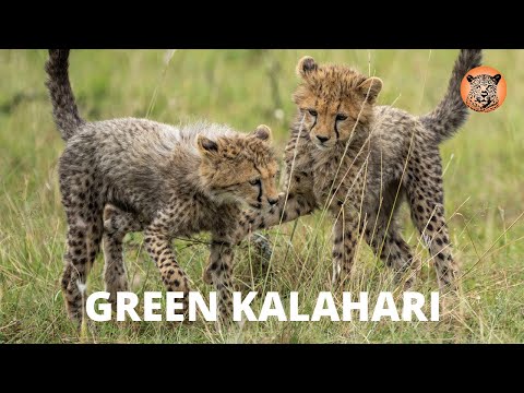 Kalahari Safari: Green Kalahari (end of a 40 year drought)