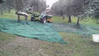 Raccolta meccanizzata olive con SICMA F140