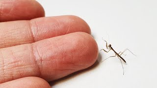 The process of making friends with baby mantis