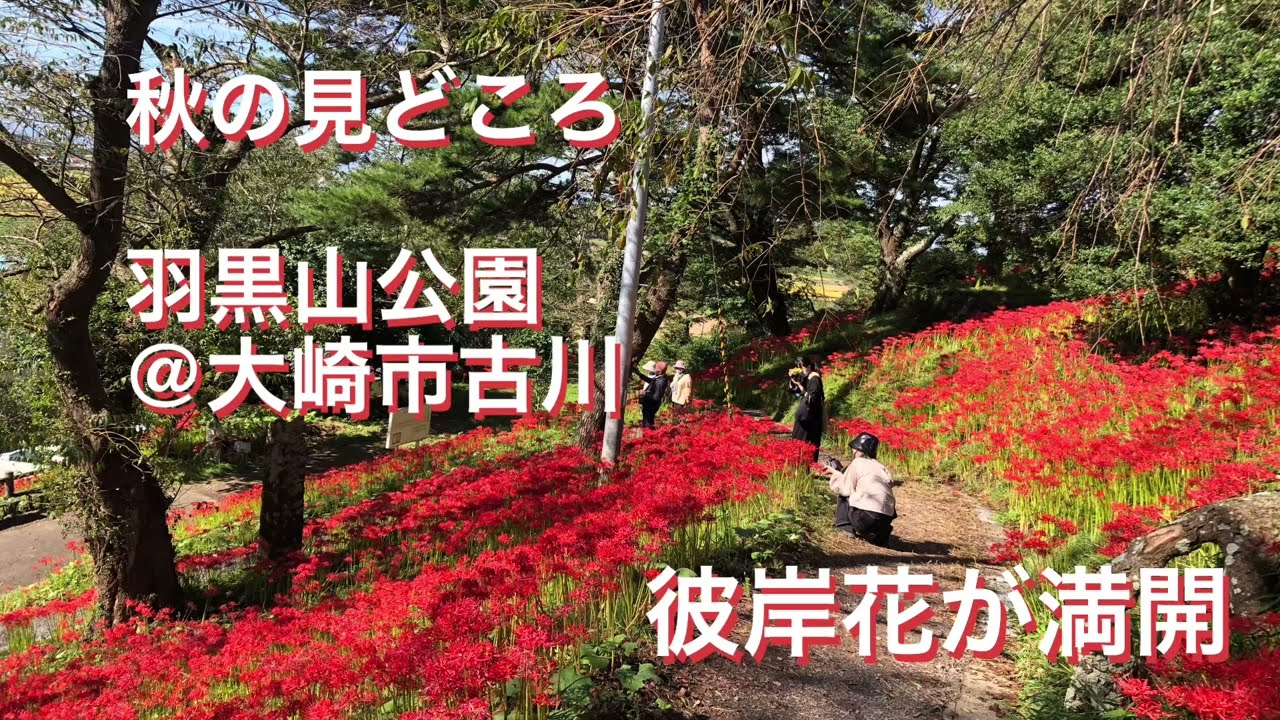 大崎市の秋の名所 羽黒山公園 Youtube