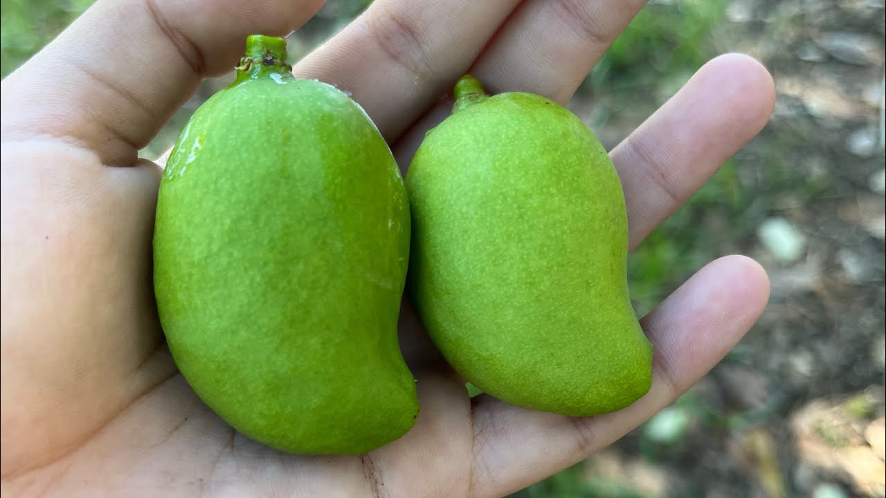 DISFRUTANDO De Los PRIMEROS MANGUITOS INDIOS 😋